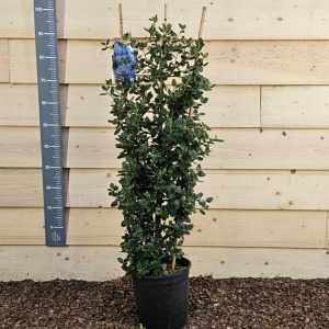 Ceanothus Yankee Point 10ltr 1-1.2M Trellis