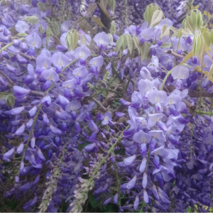 Wisteria Sinensis Prolific 10ltr 1.2M Trellis