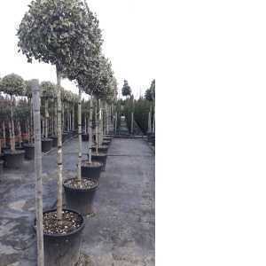 Ilex Aquifolium Argentea Marginata (Silver Margined English Holly) 3/4 Standard Lollipop Tree