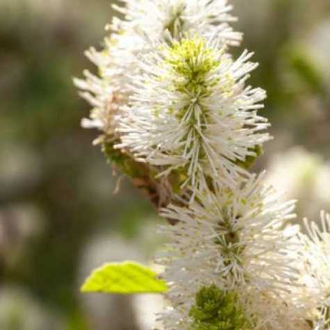 Fothergilla Major Blue Shadow Witch Alder