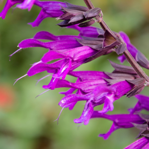 Salvia Amistad