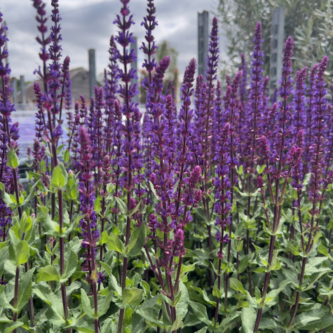 Salvia Nemerosa Caradonna