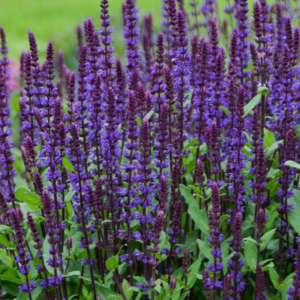 Salvia Nemerosa Caradonna