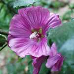 Lavatera Clementii Rosea (Tree Mallow)