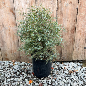 Eucalyptus Gunnii France Bleu  - 