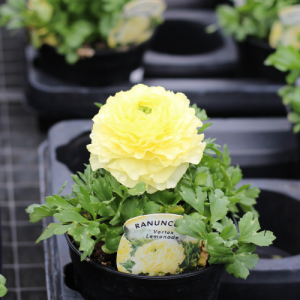 Ranunculus Peony Flowering Mixed Colours