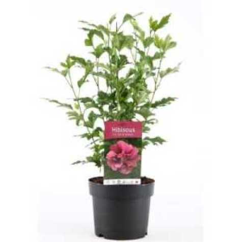 Hibiscus syriacus Duc de Brabant Rose Of Sharon
