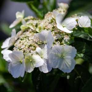 Hydrangea Runaway Bride Garland Hydrangea