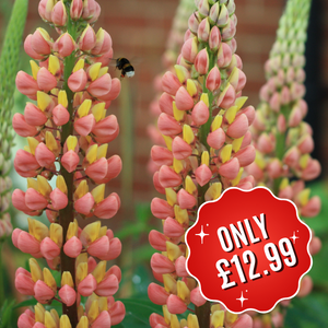 Lupin West Country Series Gladiator