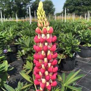 Lupin West Country Series Rachel de Thame