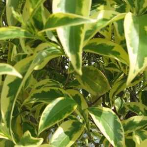 Ligustrum Excelsum Superbum 12-14cm girth Container Grown