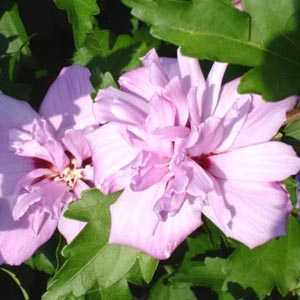 Hibiscus syriacus Ardens (Rose of Sharon)