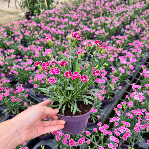 Dianthus Pink Kisses