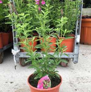 Salvia Icing Sugar