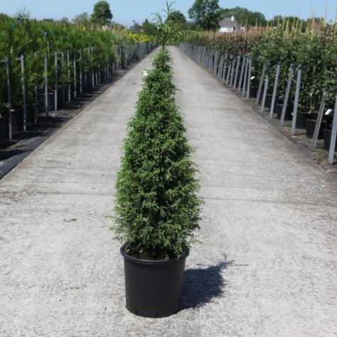 Juniperus Communis Pyramidalis