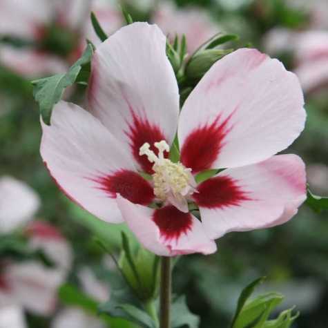 Hibiscus Syriacus Hamabo (Rose of Sharon)