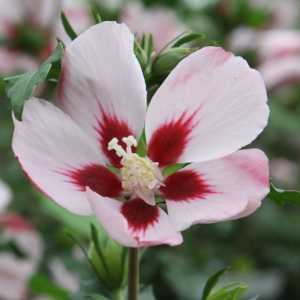 Hibiscus Syriacus Hamabo (Rose of Sharon)