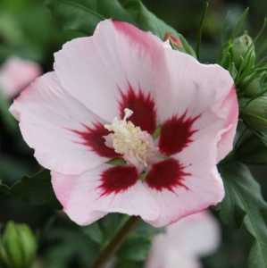 Hibiscus Syriacus Hamabo (Rose of Sharon)