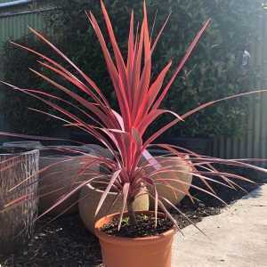 Cordyline 'Cherry Sensation'