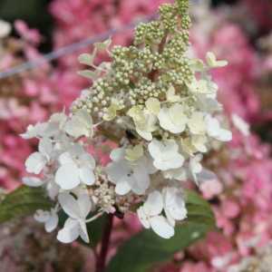 Hydrangea Paniculata Pinky Winky 1/2 Standard