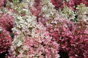 Hydrangea Paniculata Pinky Winky 1/2 Standard