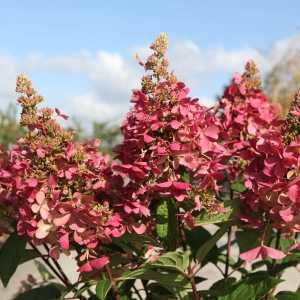 Hydrangea Paniculata Pinky Winky 1/2 Standard