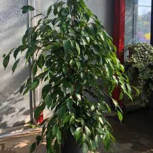 House Plant Ficus Air Cleaning