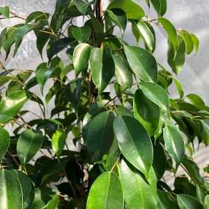 Ficus Benjamina Air Cleaning House Plant