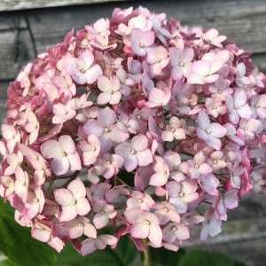 Hydrangea Arborescens Candybelle Bubblegum