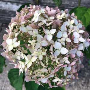 Hydrangea Arborescens Candybelle Marshmallow