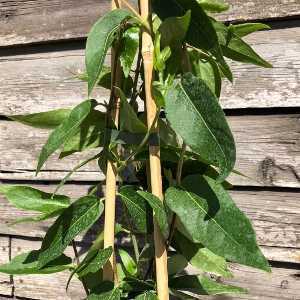 Lonicera Honeysuckle Japonica Henryi