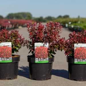 Berberis Thunbergii 'Lutin Rouge'