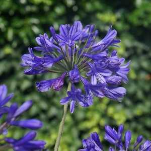 Agapanthus 