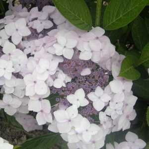 Hydrangea Macrophylla Cloudi