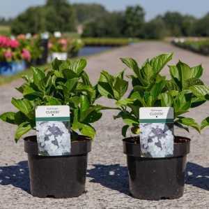 Hydrangea Macrophylla Cloudi