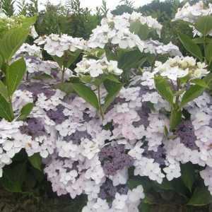 Hydrangea Macrophylla Cloudi