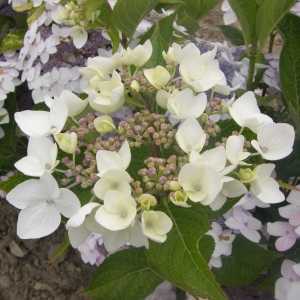 Hydrangea Macrophylla Cloudi