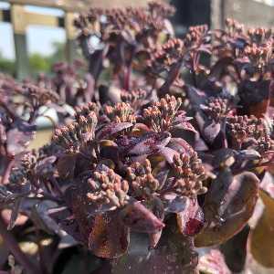Sedum Mixed