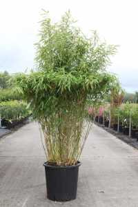 Fargesia Murielae 'Simba' Bamboo