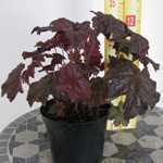 Heuchera Palace Purple (Coral Bells)