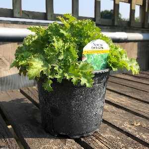 Heuchera 'Apple Crisp'