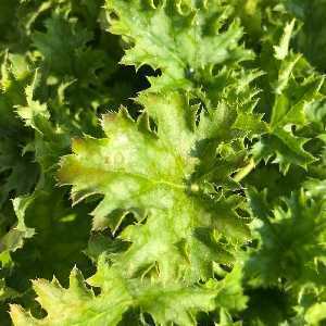 Heuchera 'Apple Crisp'