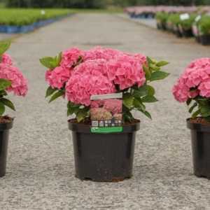 Hydrangea Macrophylla 'Anda'