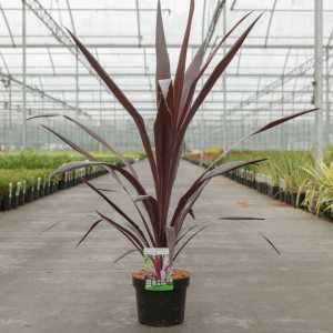 Cordyline Obtecta Superstar