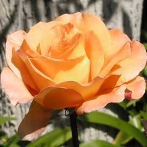 Whisky Mac 1/2 Standard Hybrid Tea Rose 7.5ltr