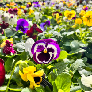 Pansy Winter Flowering (6 Per Tray)