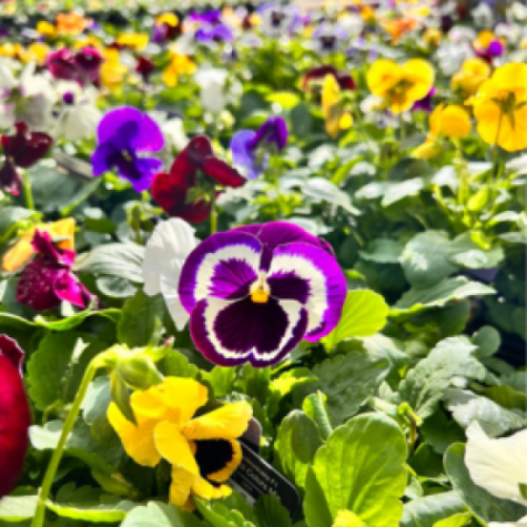 Pansy Mixed  Winter Flowering (10 Per Tray)
