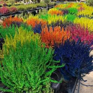 Calluna Vulgaris (Heather) Electric Colours