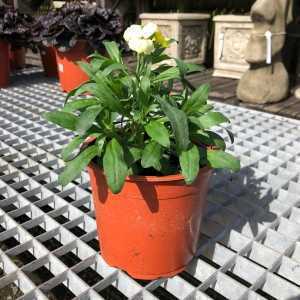 Wallflower Pot Mixed Colours
