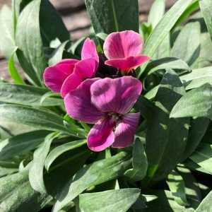 Wallflower Pot Mixed Colours